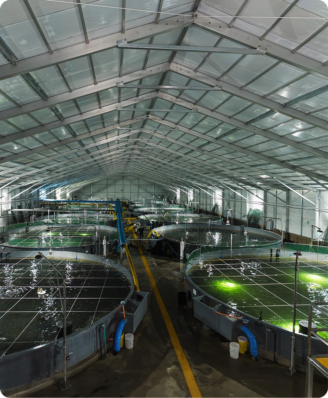 Sala de smoltificación