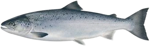 Salmón en etapa Smolt