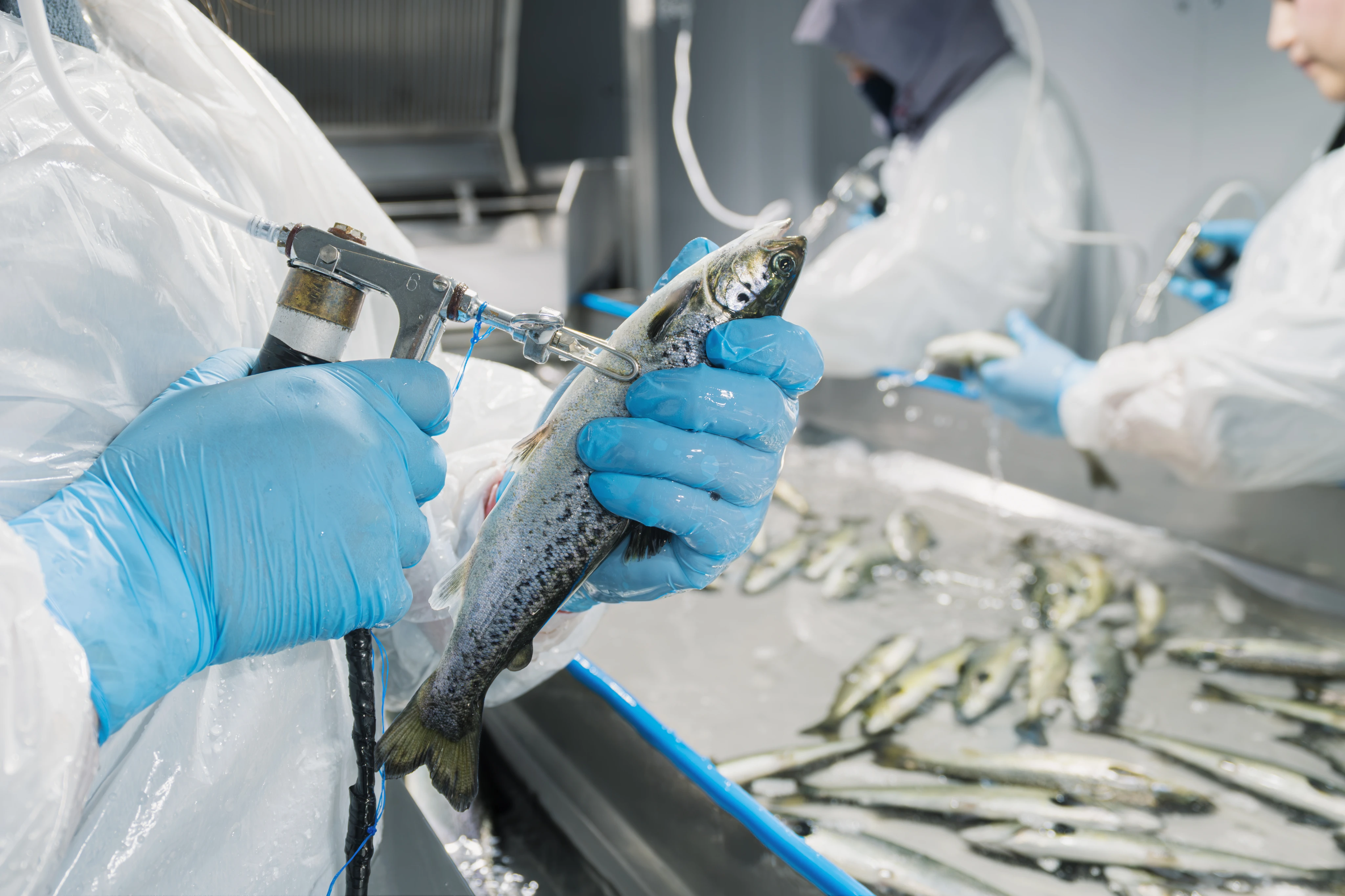 Procesamiento de peces
