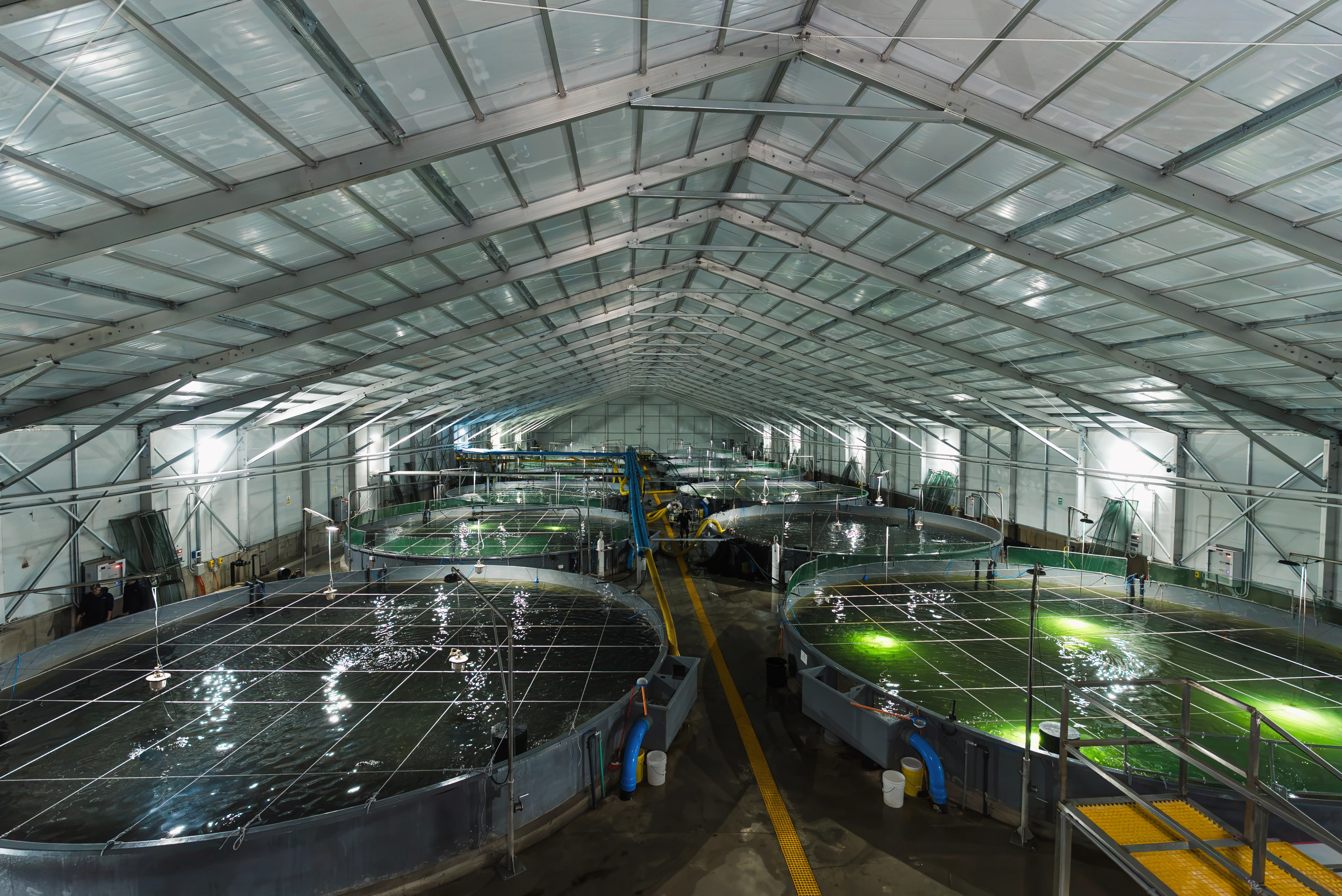 Quillaico RAS