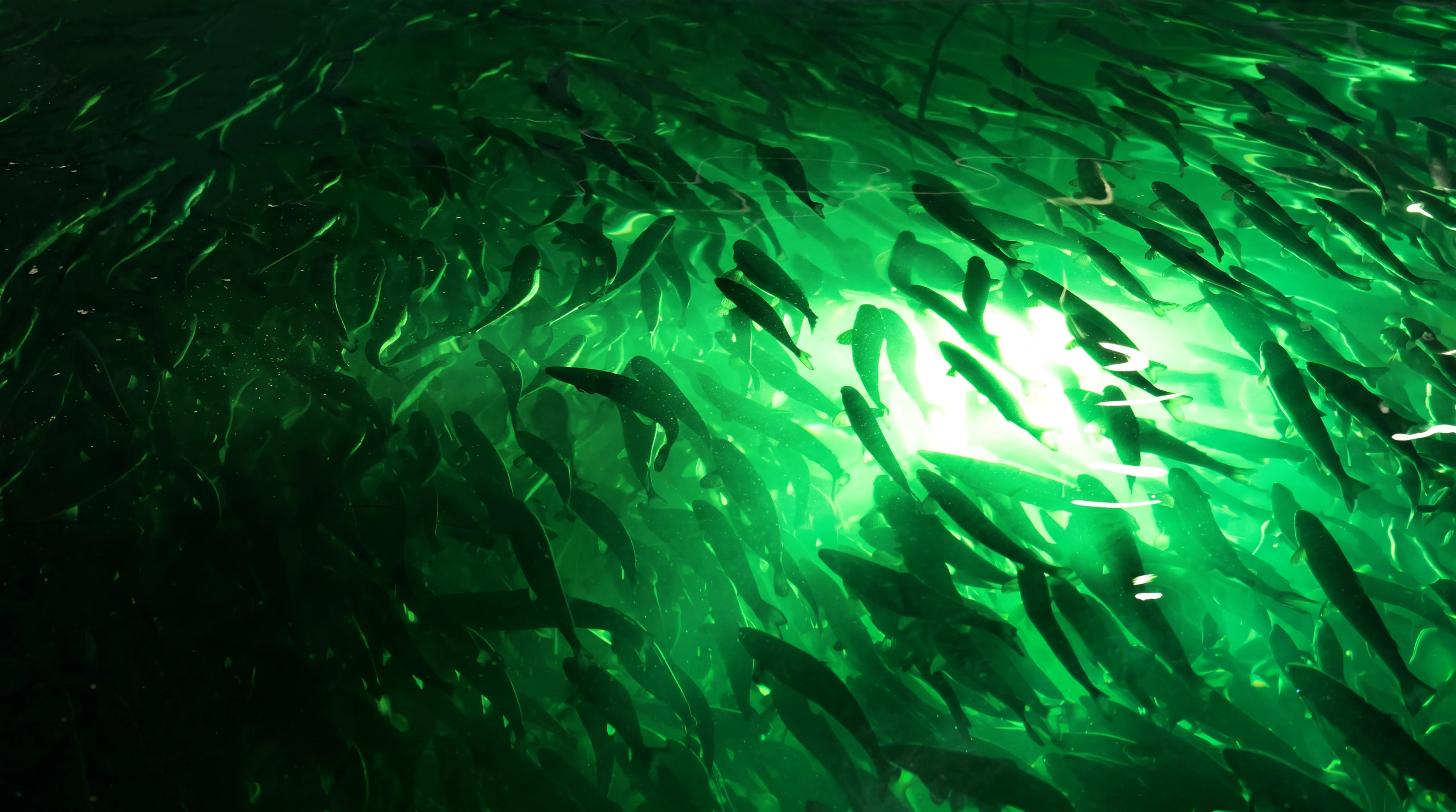 Cardumen de salmones en un centro de cultivo