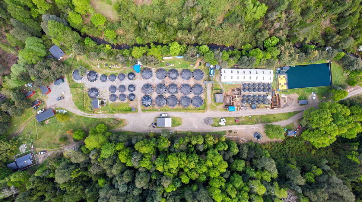 Vista aérea de la piscicultura Lleuque con estanques circulares entre el bosque