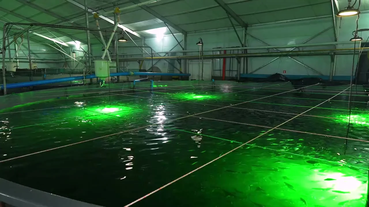 Smolt de salmón recién producido