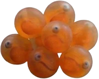 Salmón en etapa Hatchery