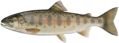 Salmón en etapa Fry